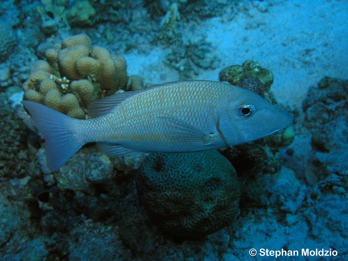 PER9 Lethrinus obsoletus P1017743.jpg